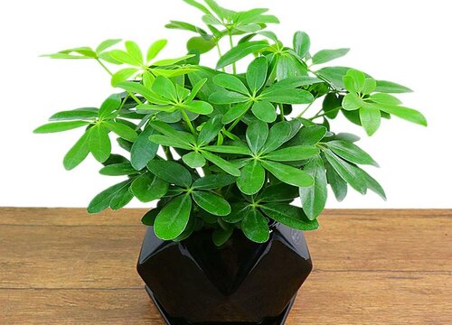 鸭掌木如何管理绿芽呼呼冒