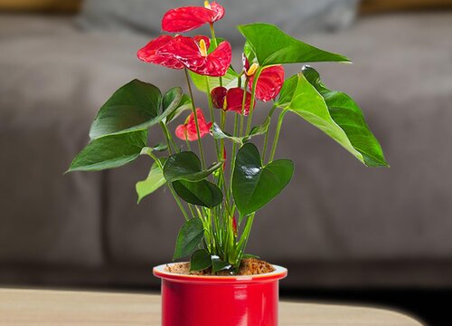 红掌夏季如何养护开花不断