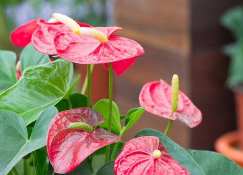 红掌夏季如何养护开花不断