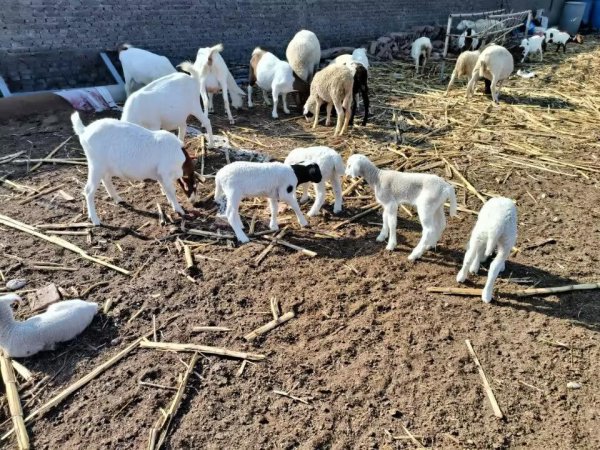 养殖有什么好项目