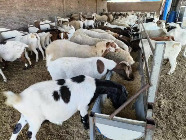 养殖有什么好项目