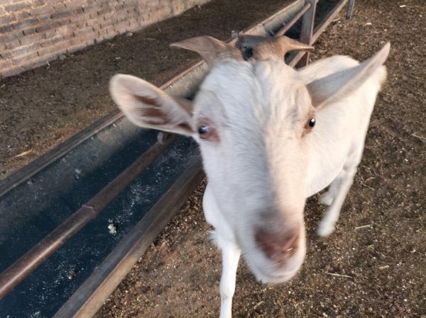 养殖有什么好项目