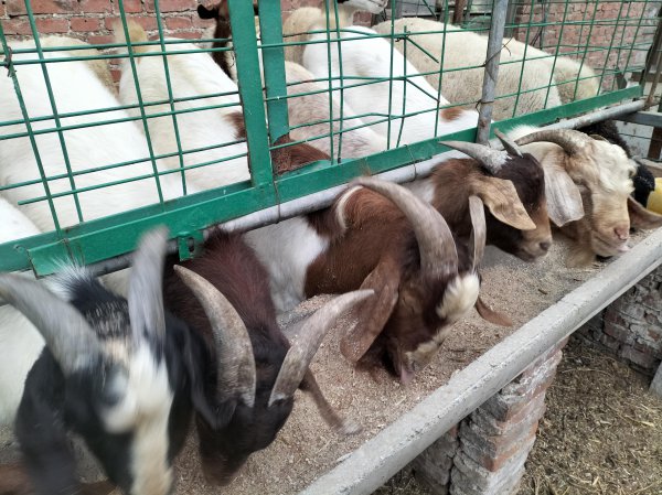 养殖有什么好项目