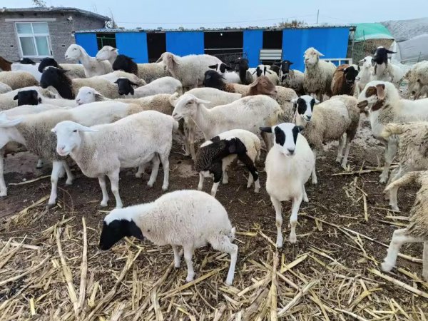 养殖有什么好项目