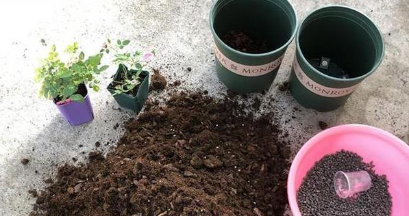 给月季换盆要带着原土换吗