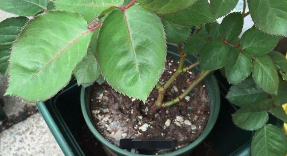 给月季换盆要带着原土换吗