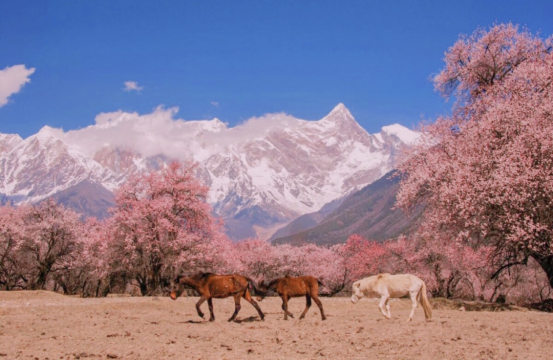林芝桃花节是几月份的花期
