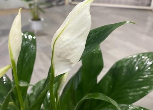 夏天如何养护白掌长势旺盛