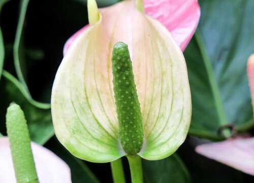 夏天如何养护白掌长势旺盛