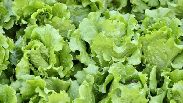 生菜怎么种植方法如下