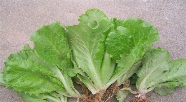 生菜怎么种植方法如下