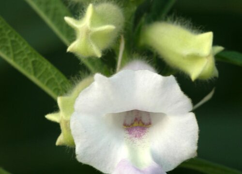芝麻什么时候追肥合适