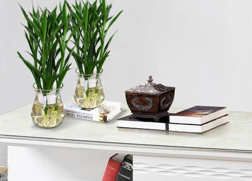 怎么养殖水养富贵竹保证富贵竹绿油油