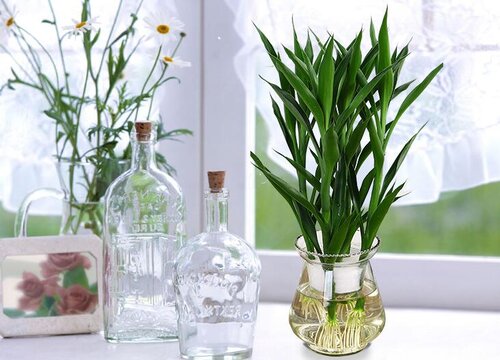 怎么养殖水养富贵竹保证富贵竹绿油油