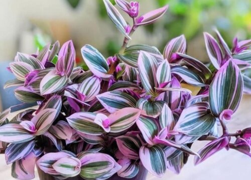 油画吊兰耐寒吗