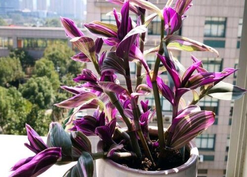 油画吊兰耐寒吗