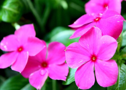 长春花棒棒糖型是如何打造的