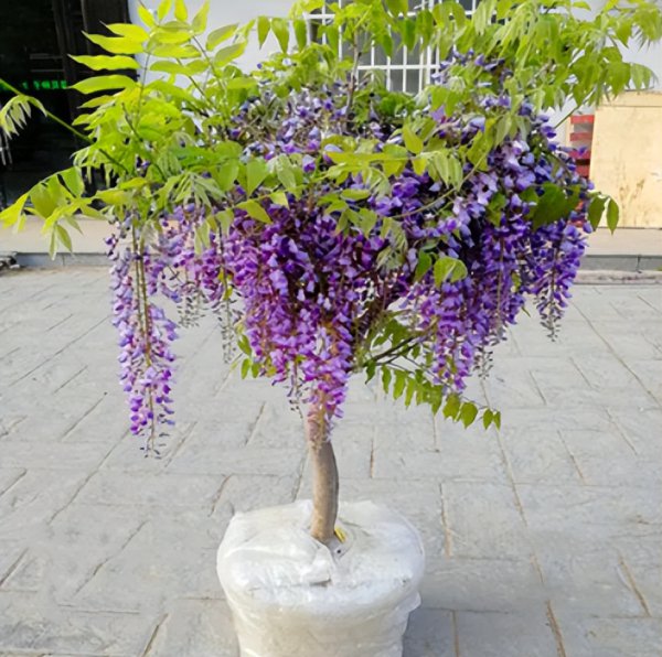 紫藤花养在室内怎么养殖开花多