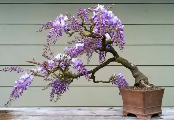 紫藤花养在室内怎么养殖开花多