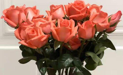 玫瑰花的样子，颜色，气味，其他形状姿态怎么描写形容