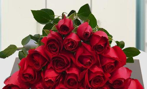 玫瑰花的样子，颜色，气味，其他形状姿态怎么描写形容