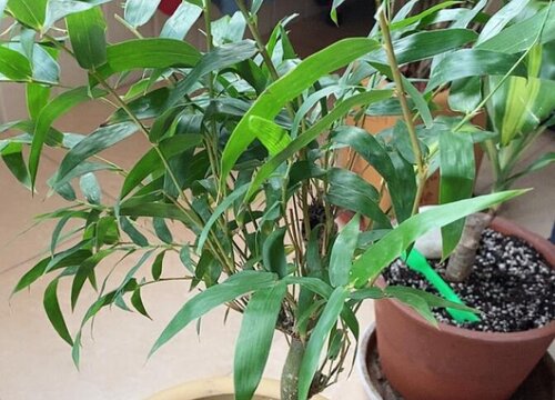 竹树开花什么预兆