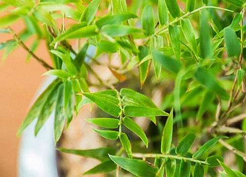 竹树开花什么预兆