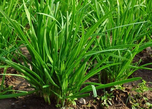 韭菜冲施什么肥料好