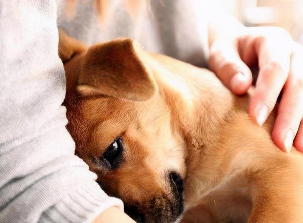 狗像疯了一样满屋乱跑还乱叫怎么回事