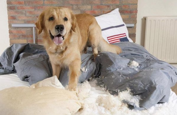 狗像疯了一样满屋乱跑还乱叫怎么回事