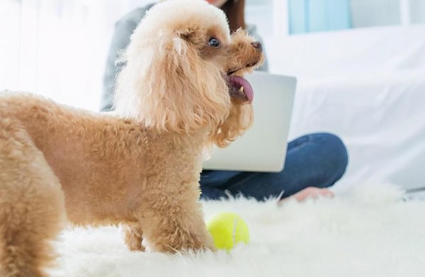 狗像疯了一样满屋乱跑还乱叫怎么回事