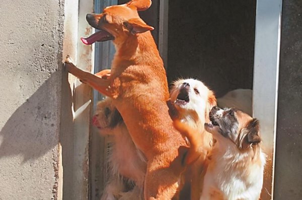 狗像疯了一样满屋乱跑还乱叫怎么回事