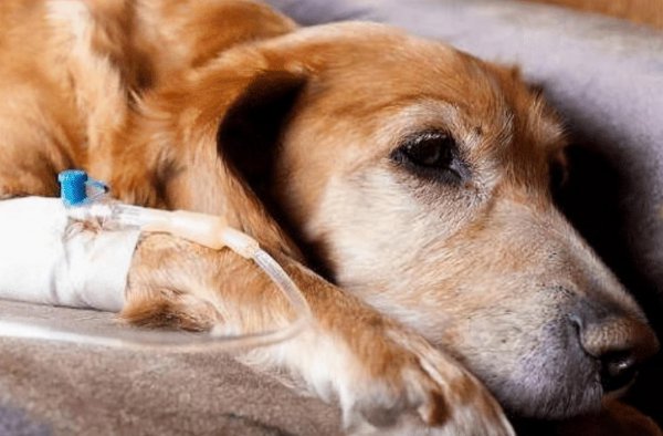 狗像疯了一样满屋乱跑还乱叫怎么回事