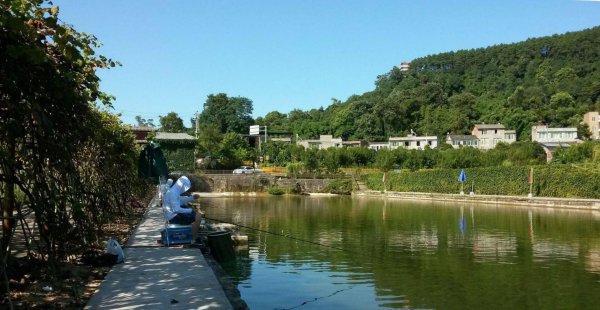 如何钓黑坑滑口鲤鱼和回锅鱼