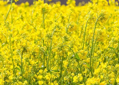 油菜长什么样子