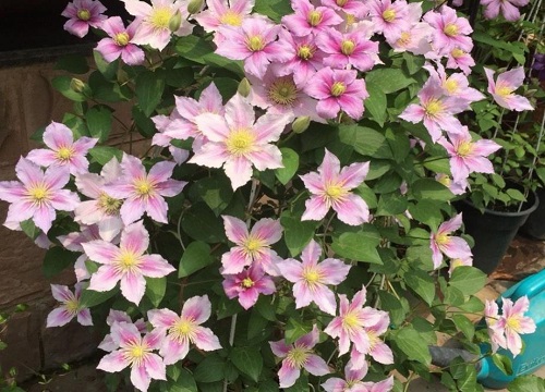 铁线莲小苗怎样养壮