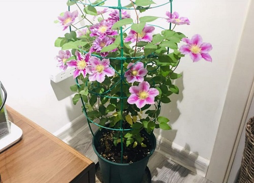 铁线莲小苗怎样养壮