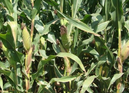 隆禧119玉米品种介绍