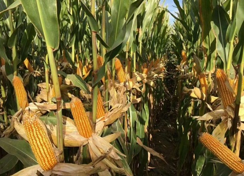 隆禧119玉米品种介绍