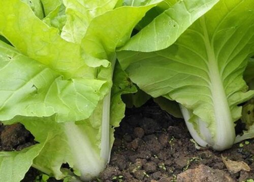 小白菜种植的方法与时间