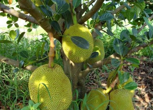 木菠萝什么时候成熟