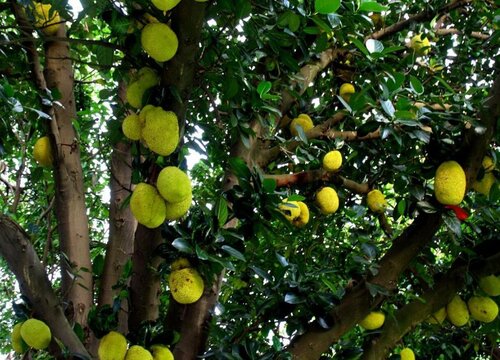 木菠萝什么时候成熟