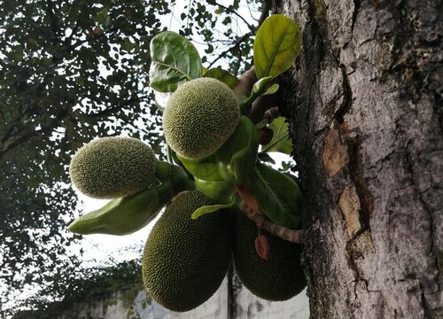 木菠萝什么时候成熟