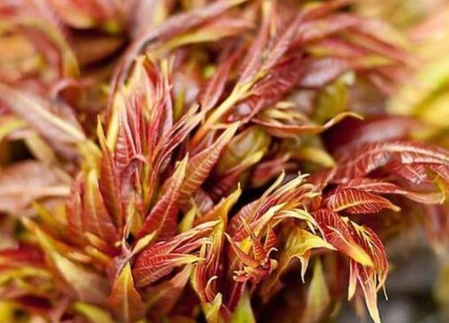 香椿芽什么时候上市