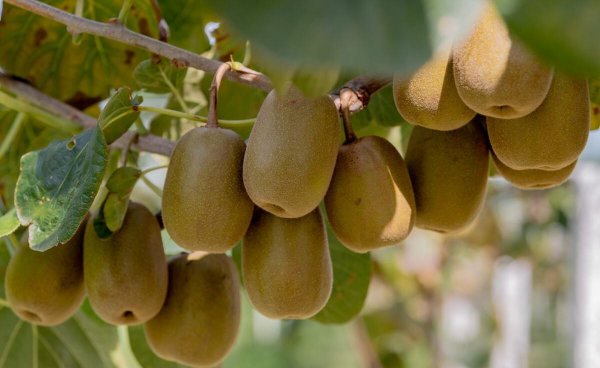 猕猴桃种植有几个阶段图片