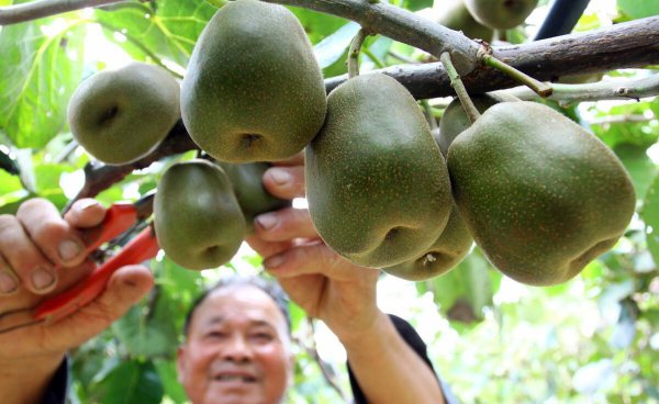 猕猴桃种植有几个阶段图片