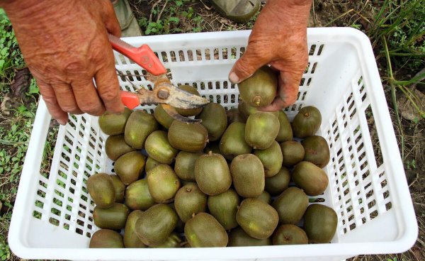猕猴桃种植有几个阶段图片