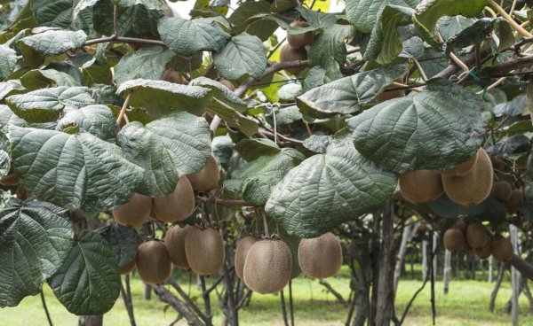 猕猴桃种植有几个阶段图片