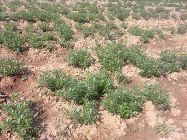 养心草的功效与作用