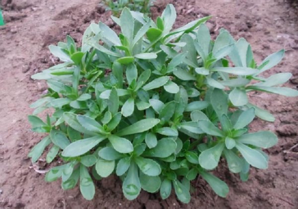 养心草的功效与作用